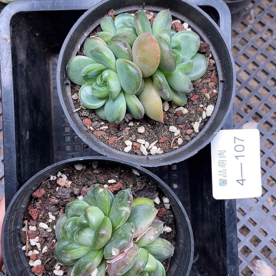 多肉一物一拍4-107