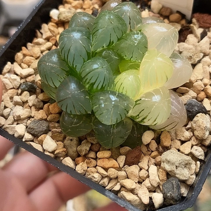 403姬玉露锦一物一拍