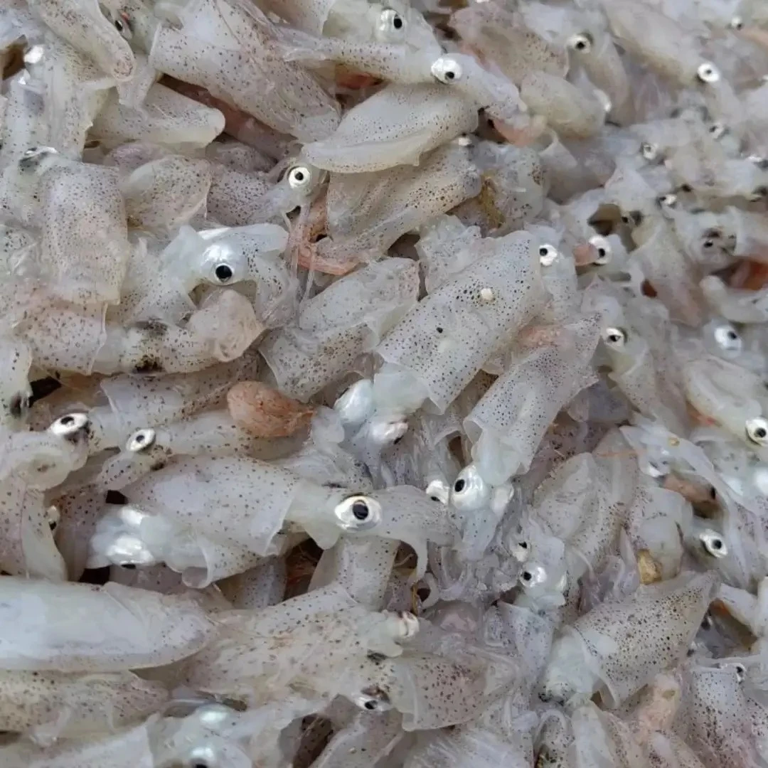 w山东日照本地当潮小海兔4斤无冰衣无泡水！（介意小勿拍）顺丰包邮