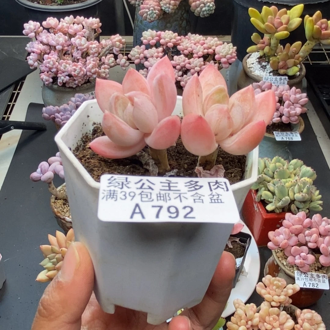 792拉拉奶多肉4c m