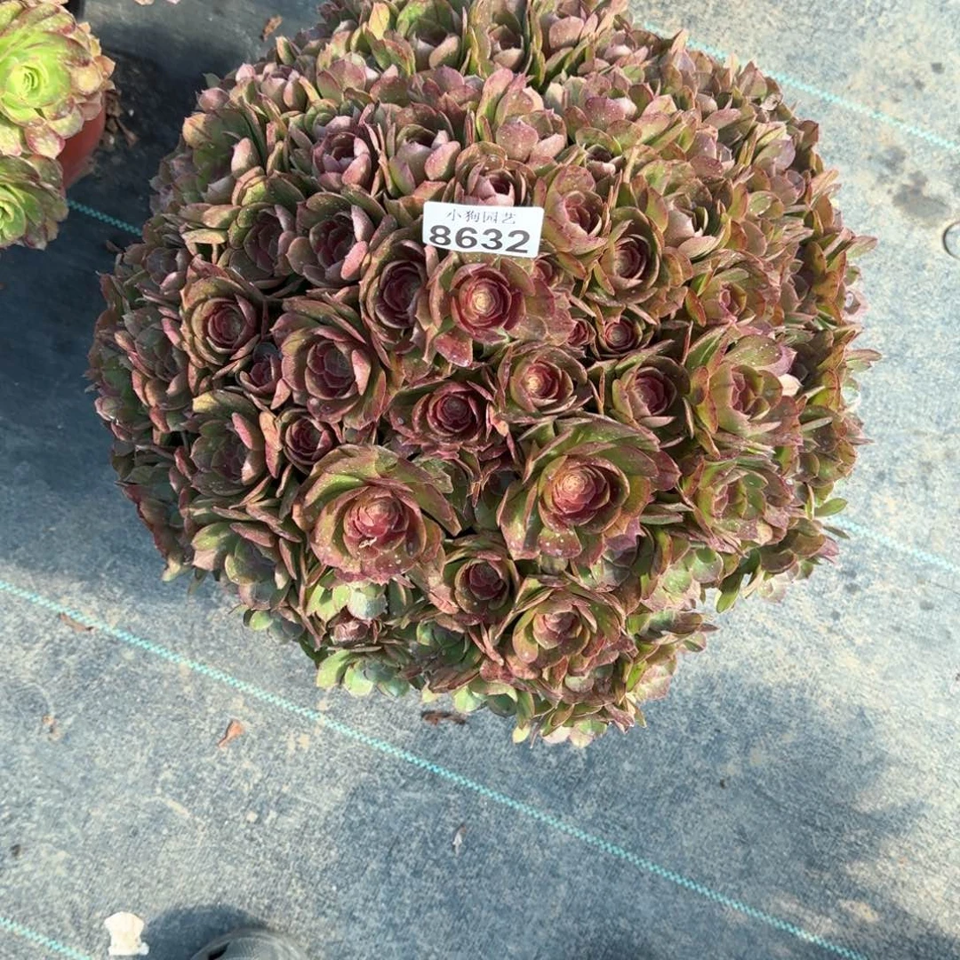 卡****宝万圣节多肉植物8632