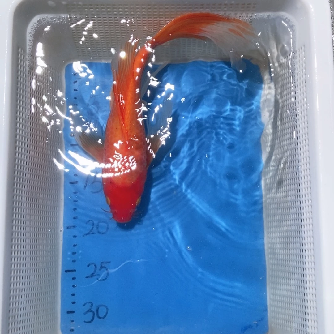 锦鲤锦鲤包邮包售后