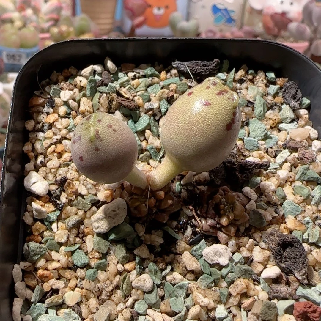 T猫耳海豹盆口3.5cm