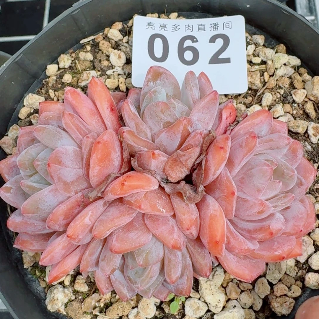 雪之魄          开播福利