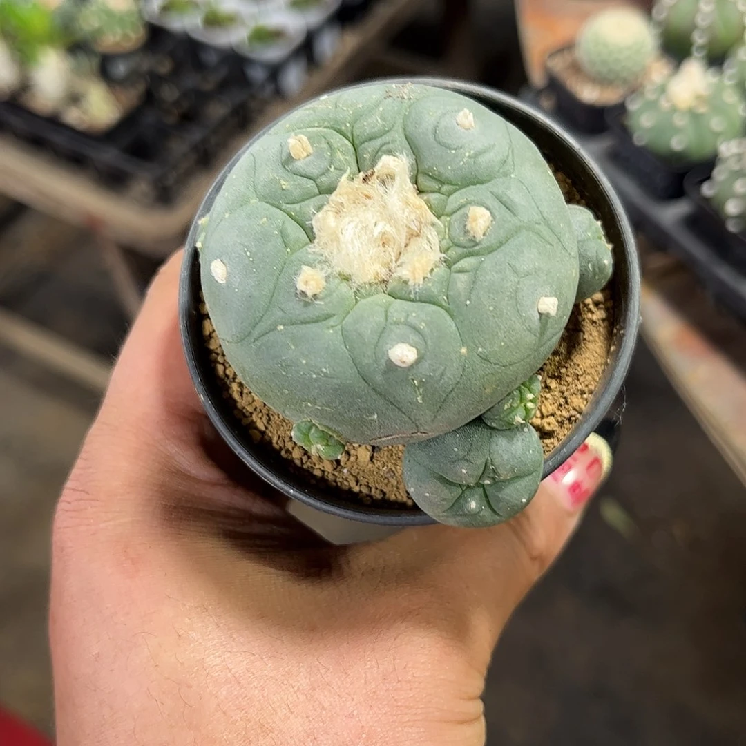 涂****e107177一物一拍单头发货