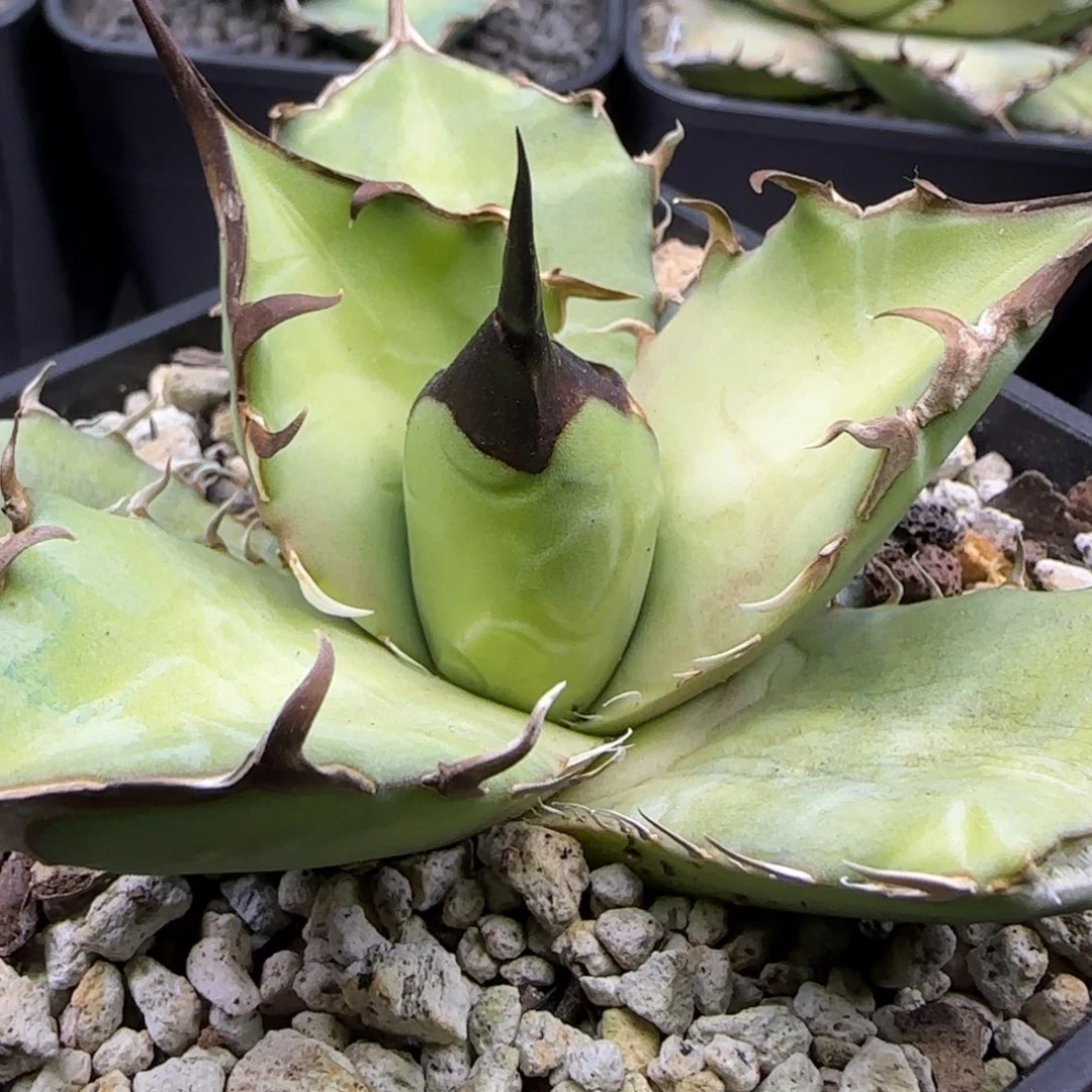 实生9号啦啦啦啦啦