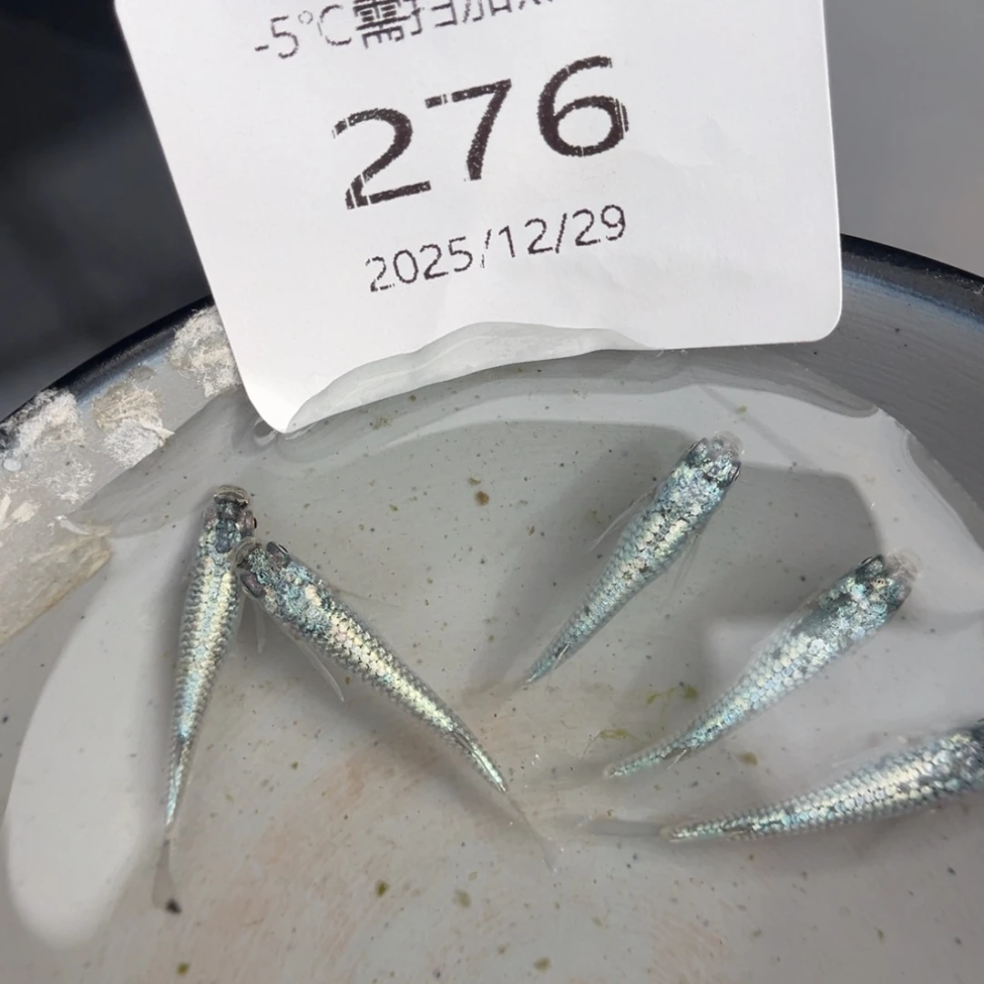 青鳉鱼276机械春五尾