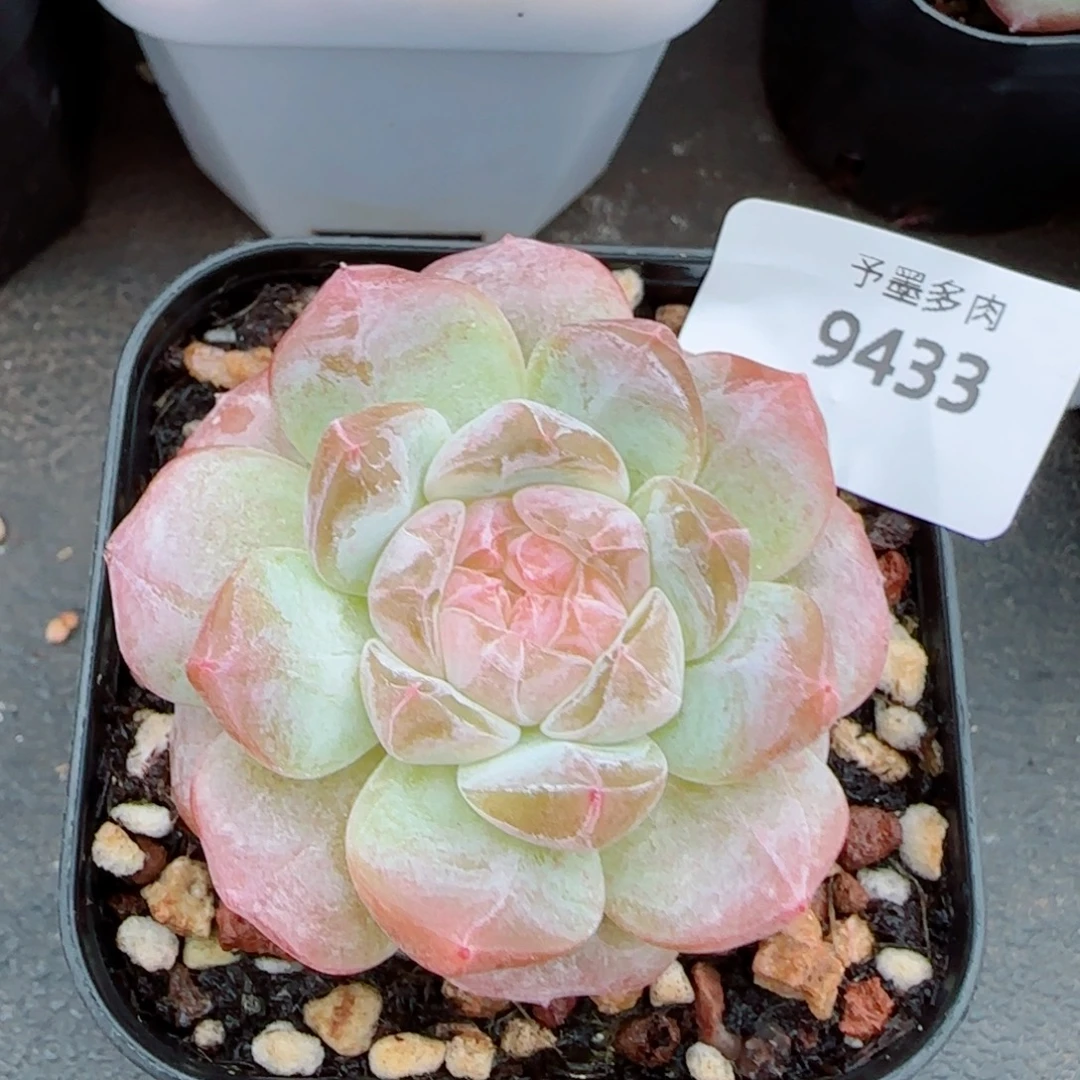 粉魄，9433多肉植物