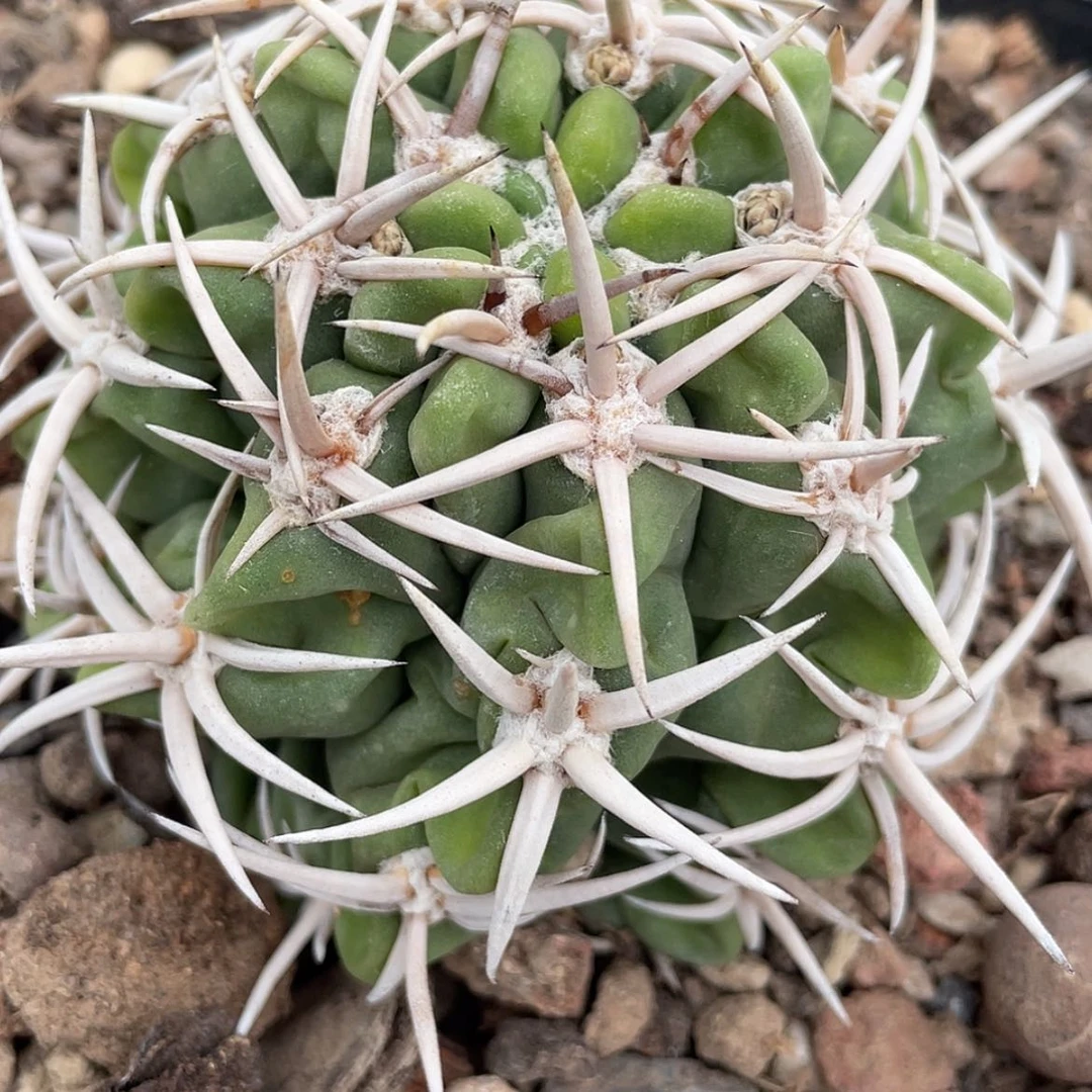 【闪购商品】碧岩玉有根6666