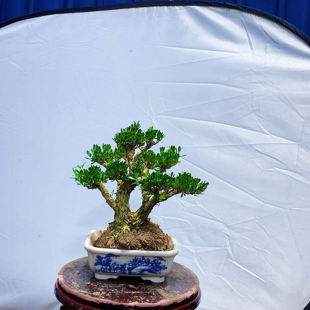 无花朵黄杨盆景一物一拍