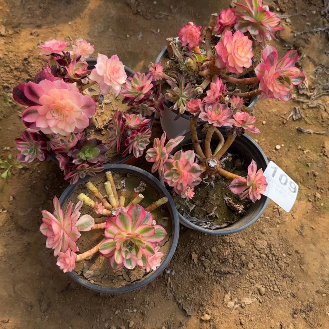 完**局109号4颗倾城不售后