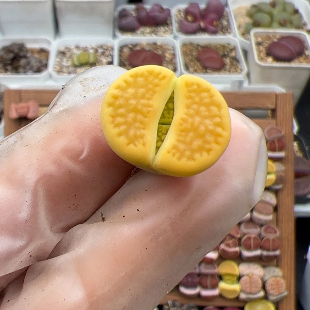 I****d0959号黄巴黎多肉植物