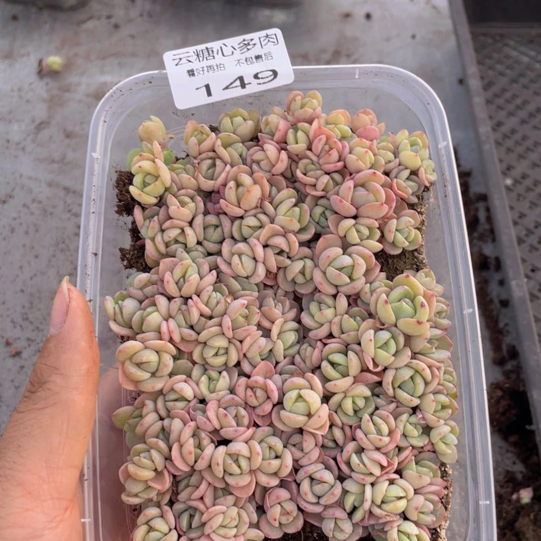 云糖心多肉植物149