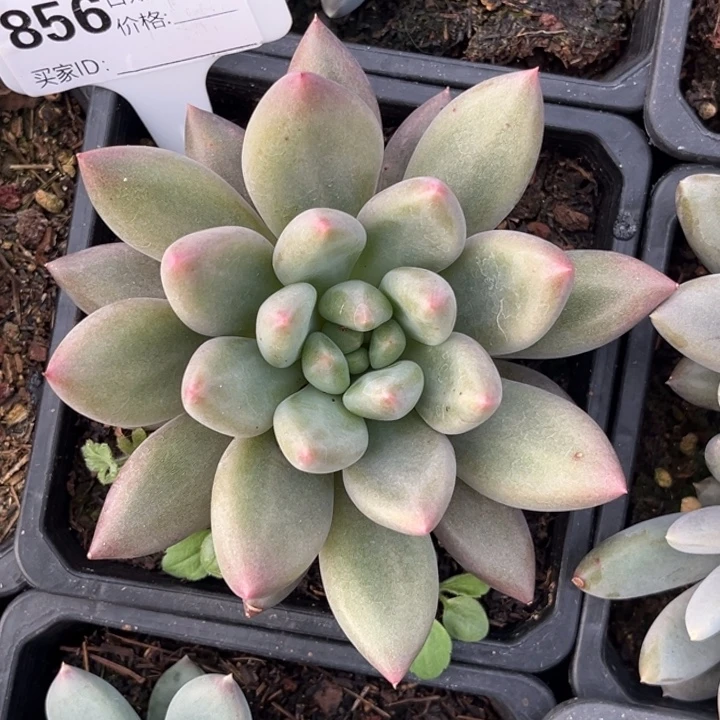 水晶球多肉植物856