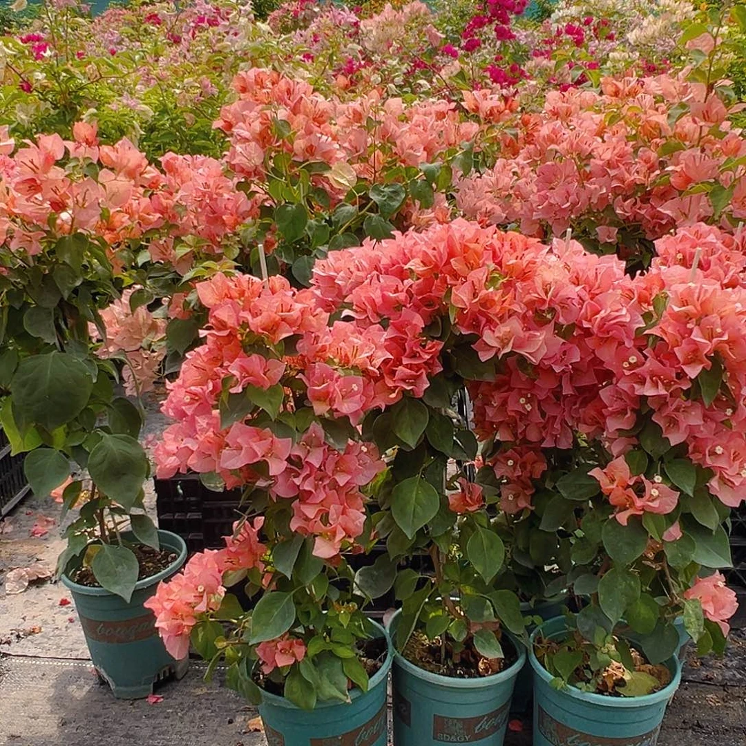 当前无花栽培后可以开花橙日落带竹一颗