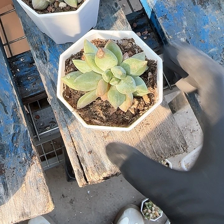 青蛙王子儿童牙膏111