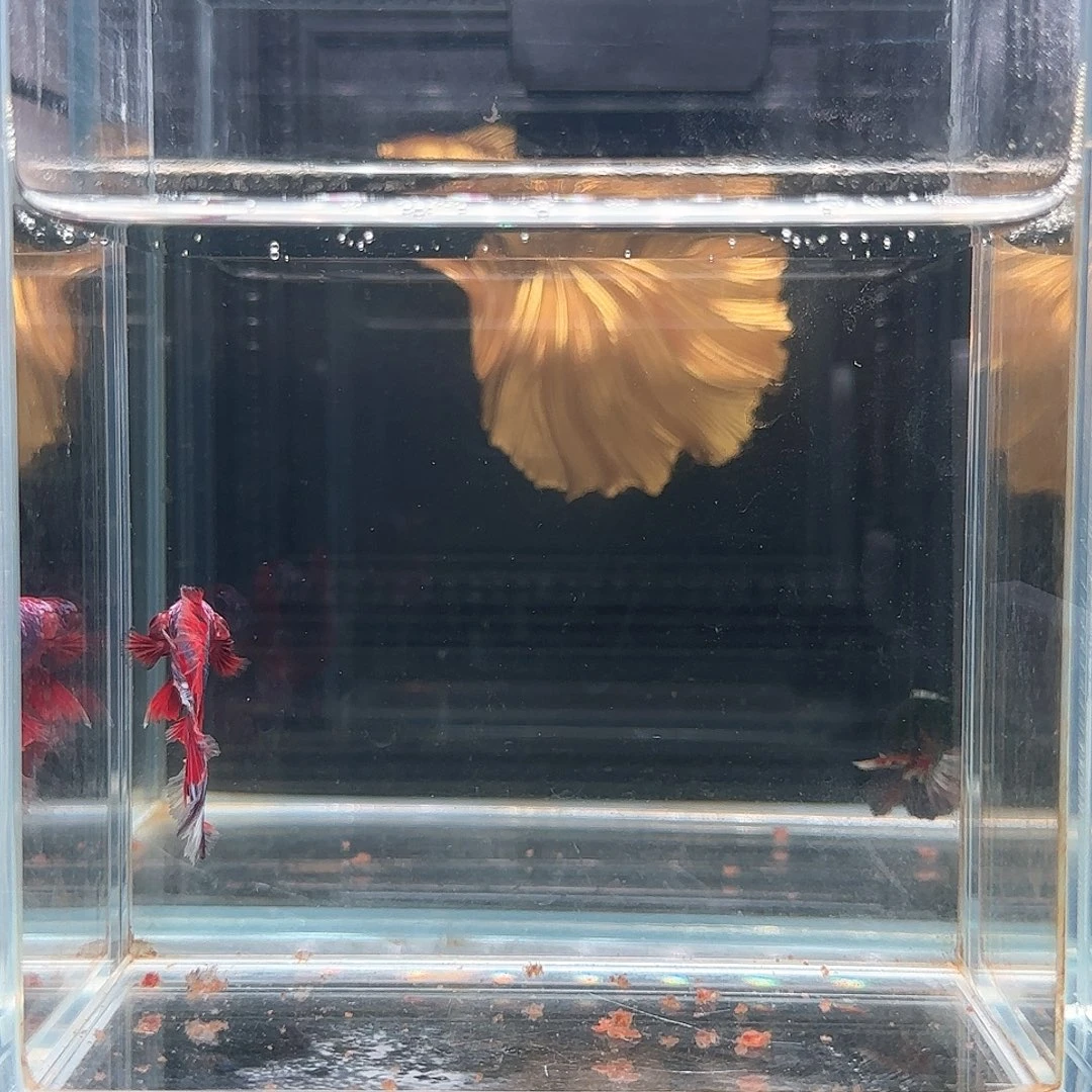 斗鱼活体观赏鱼好养耐活