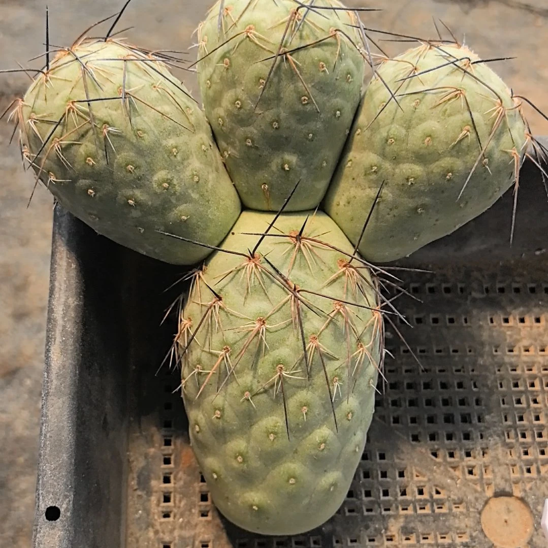 运****习志野仙人球直播