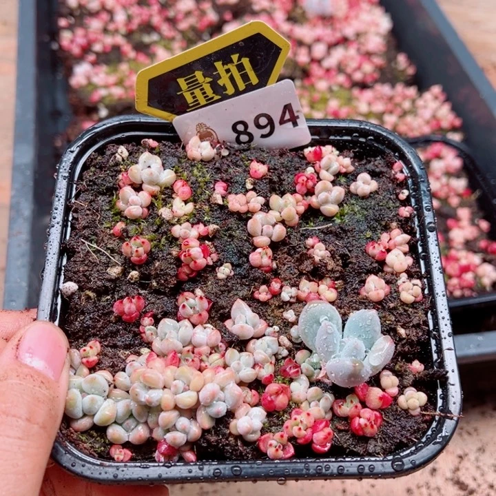 多肉植物多肉植物