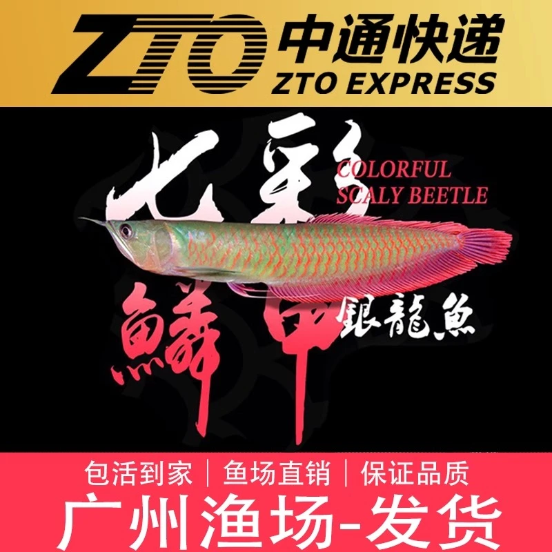 七彩银龙活体观赏鱼热带鱼银龙鱼
