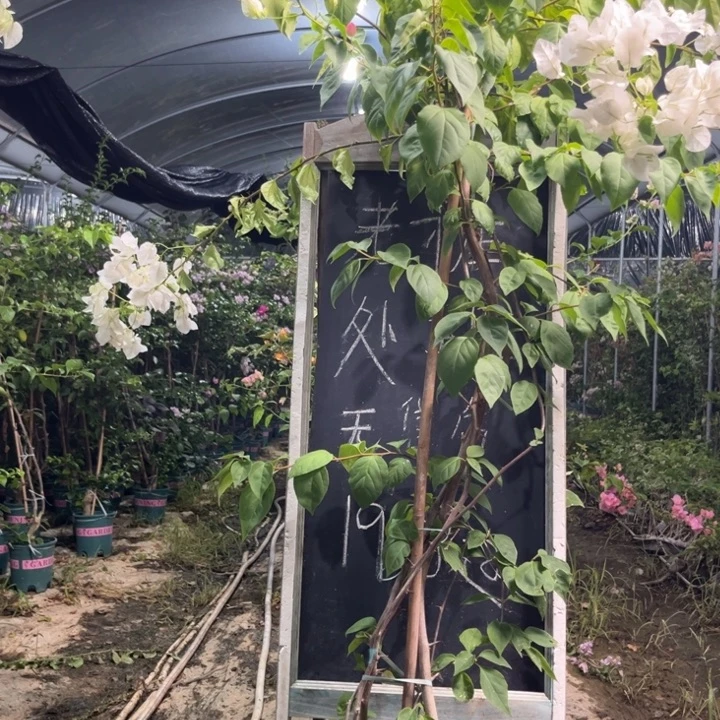 无花朵三角梅三角梅14