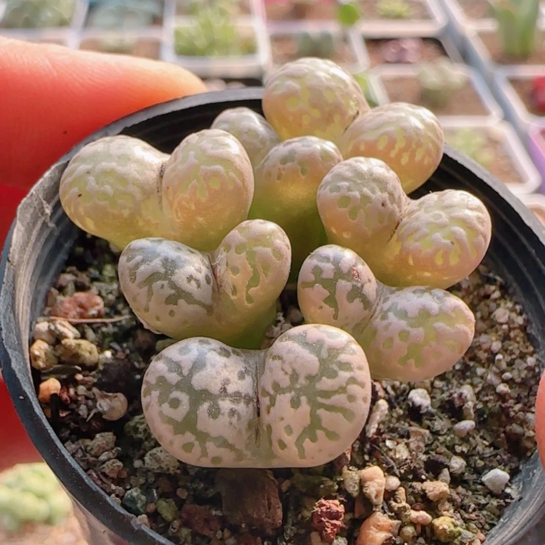 【闪购商品】21324