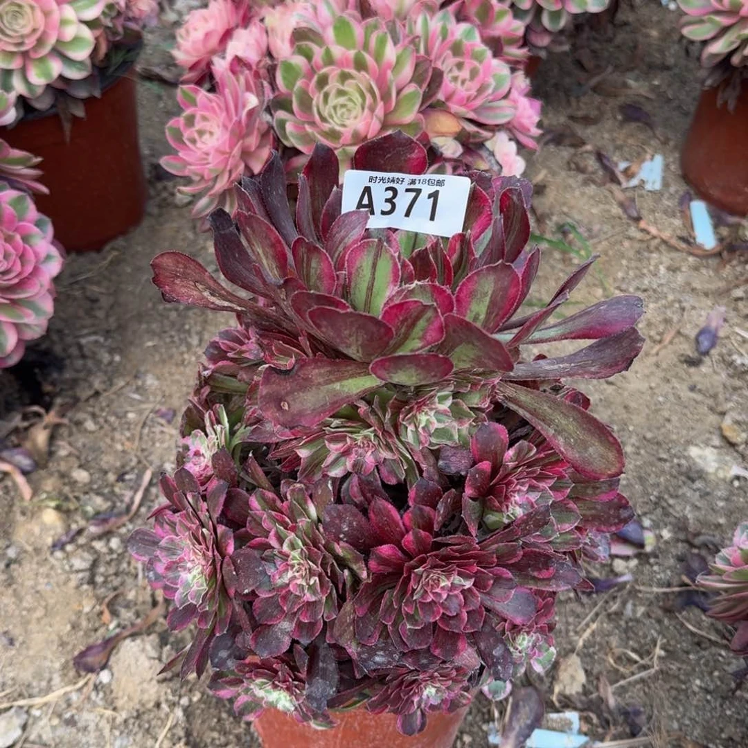 371同花顺多肉植物