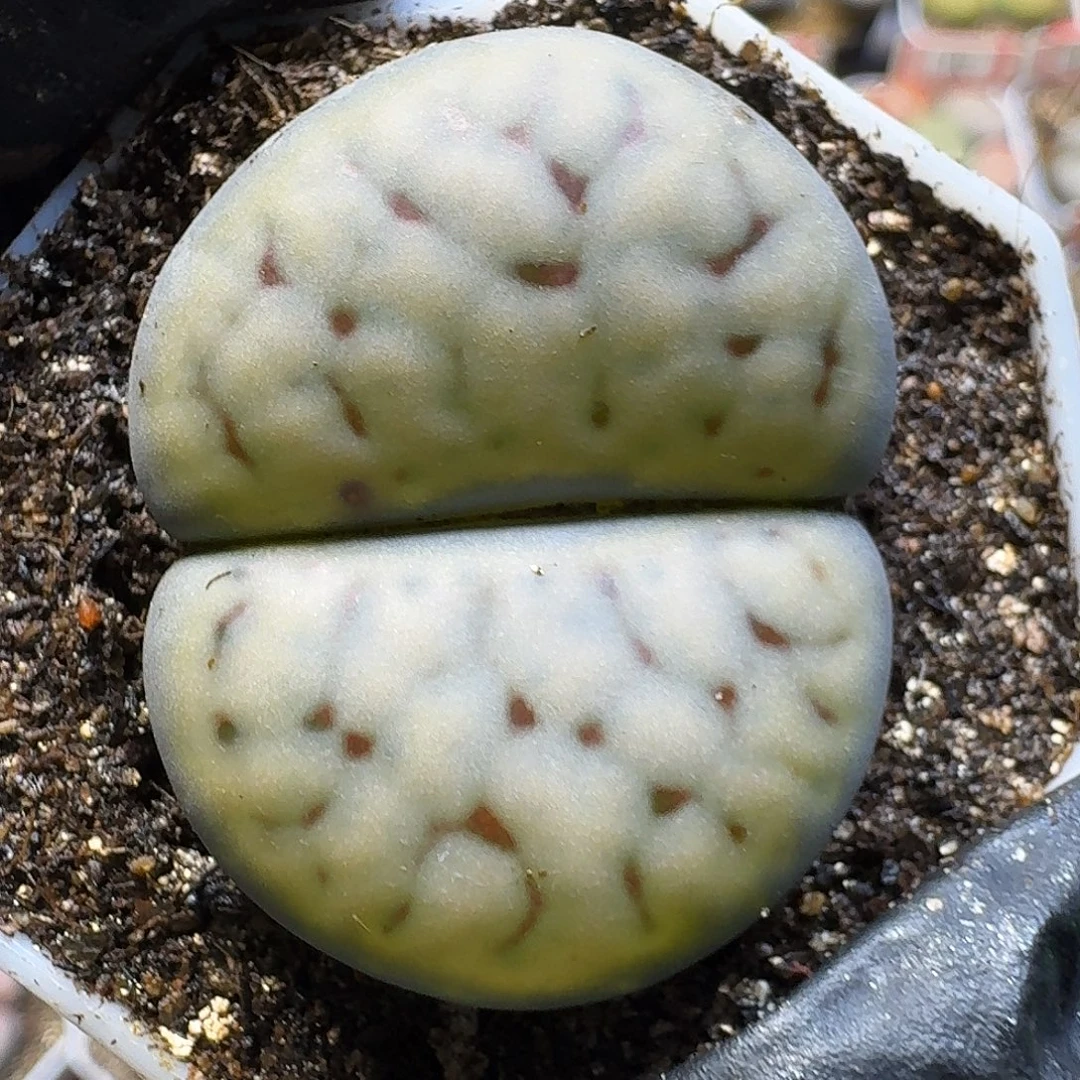 生石花111111。  1503公分。  150