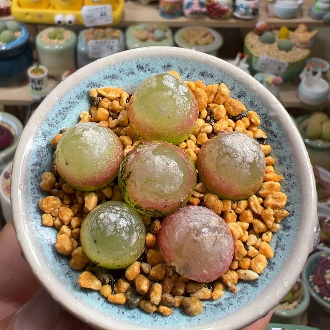多肉植物53号灯泡