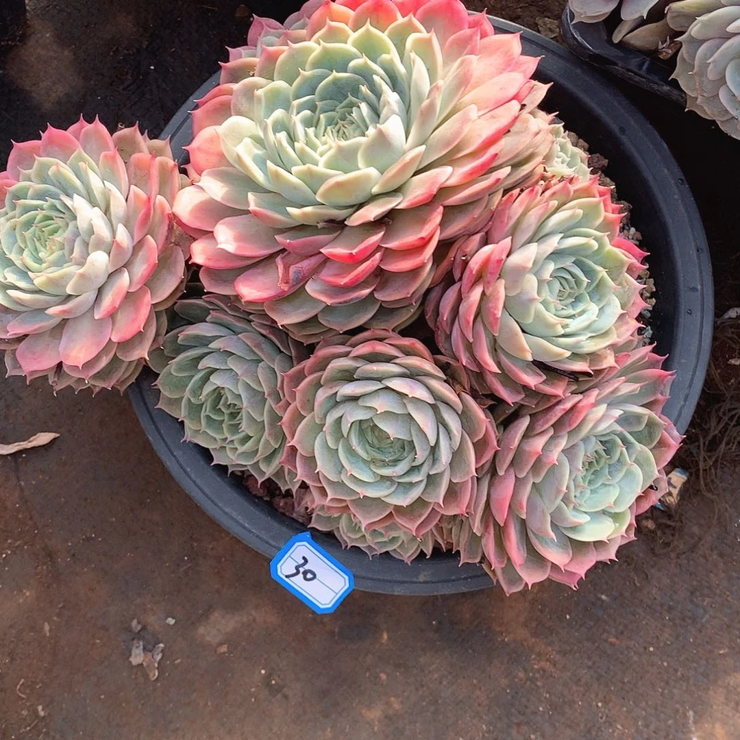 30昂斯诺 一物一拍多肉