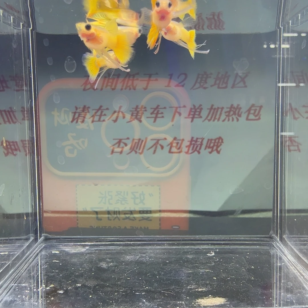 孔雀鱼黄毛猫长公一组71