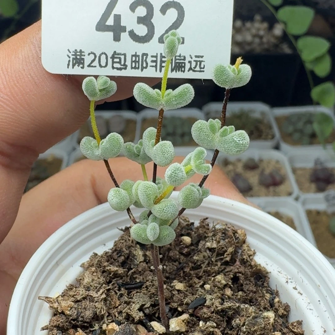 莱斯带盆土