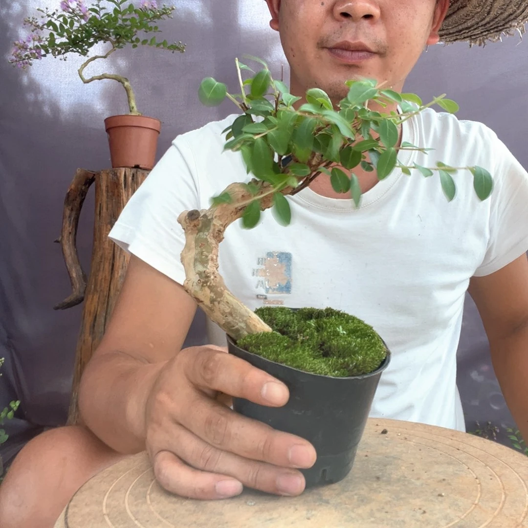 无花朵紫薇百日红15