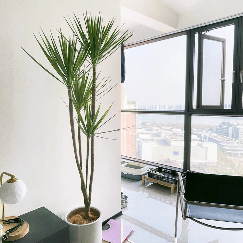 绿植千年木龙血树属大型客厅盆栽好养耐寒耐旱好养易活