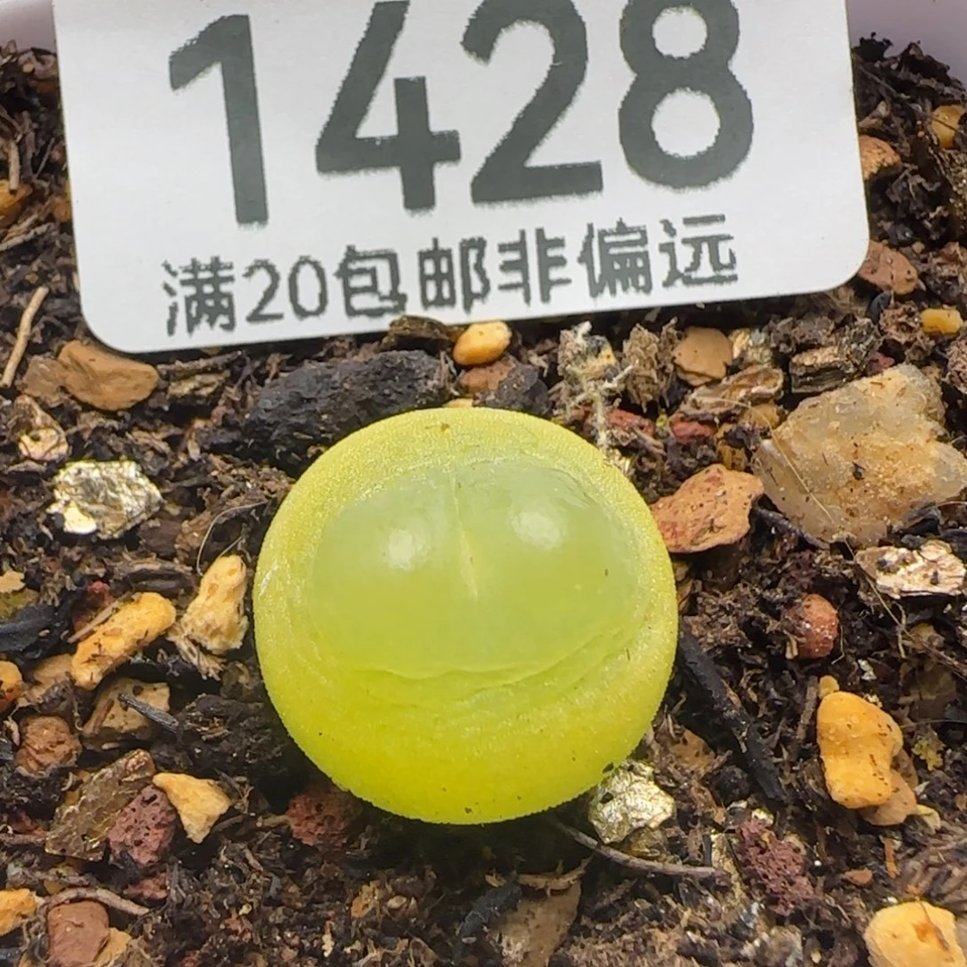 拉登1.4脱土SH1200