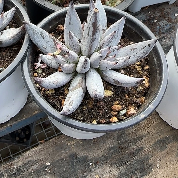 青蛙王子儿童牙膏11
