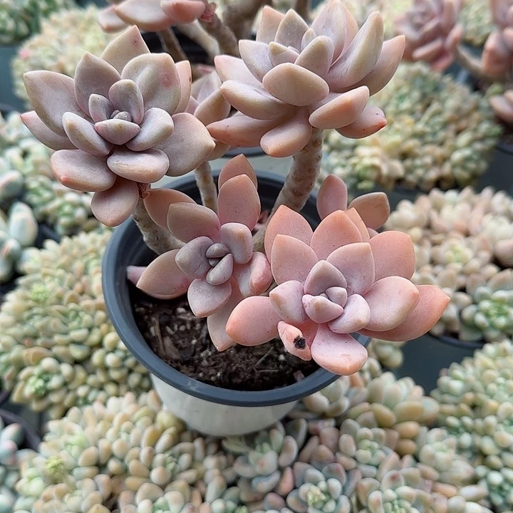 冬梅人老桩多肉植物