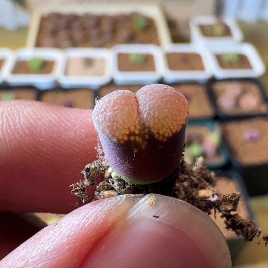 云*云缦精品番杏31.19 大小脸