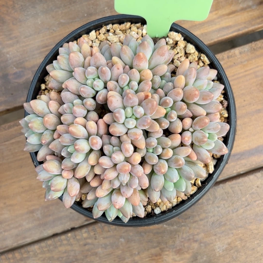 特价星黛露11111111111111