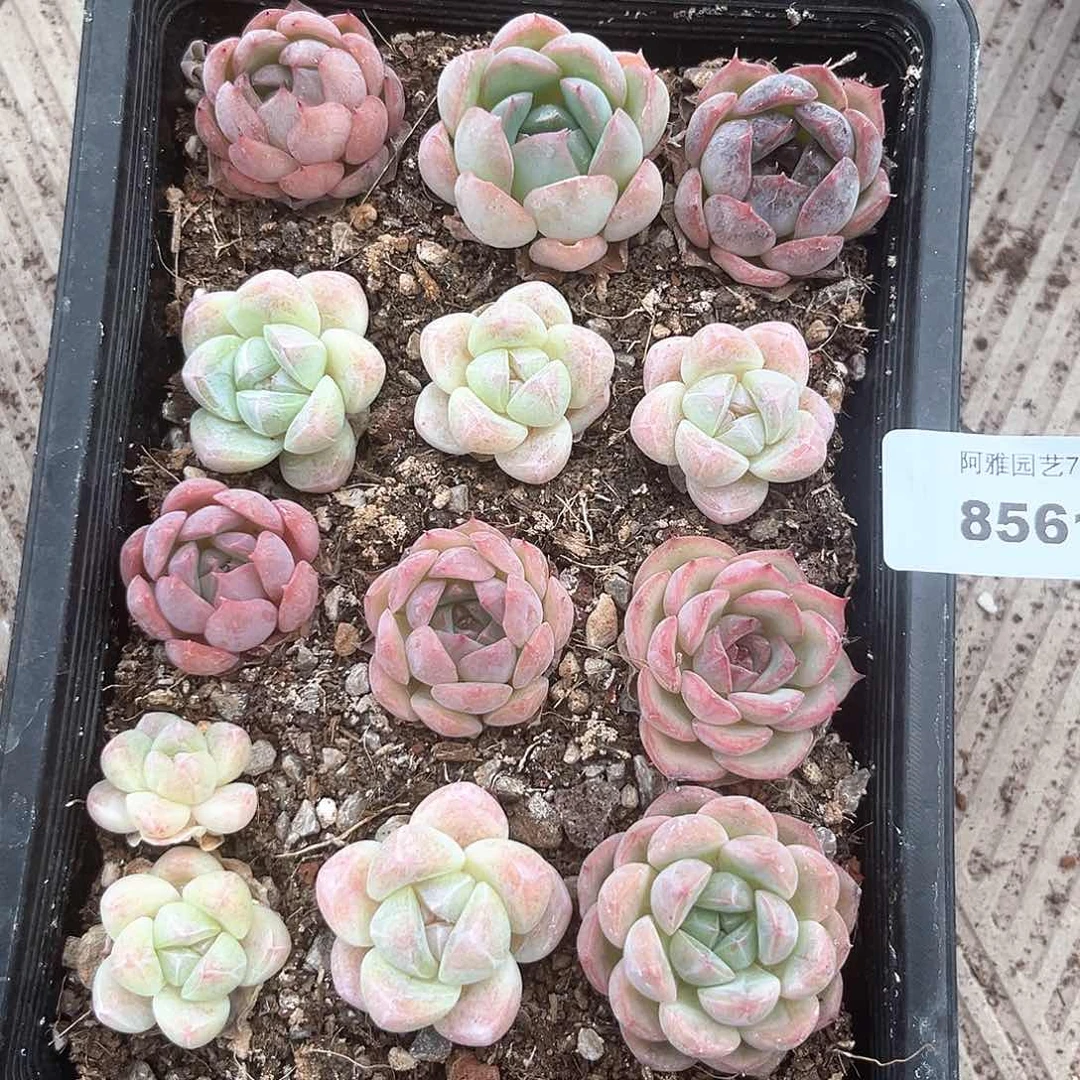 阿雅园艺。      8561