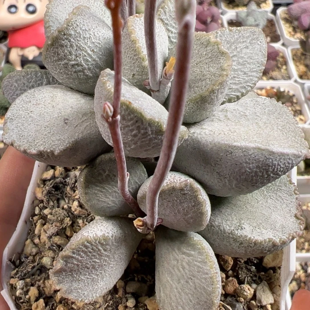 无花朵满盆900号磨砂蛋多头纯木质桩多肉植物