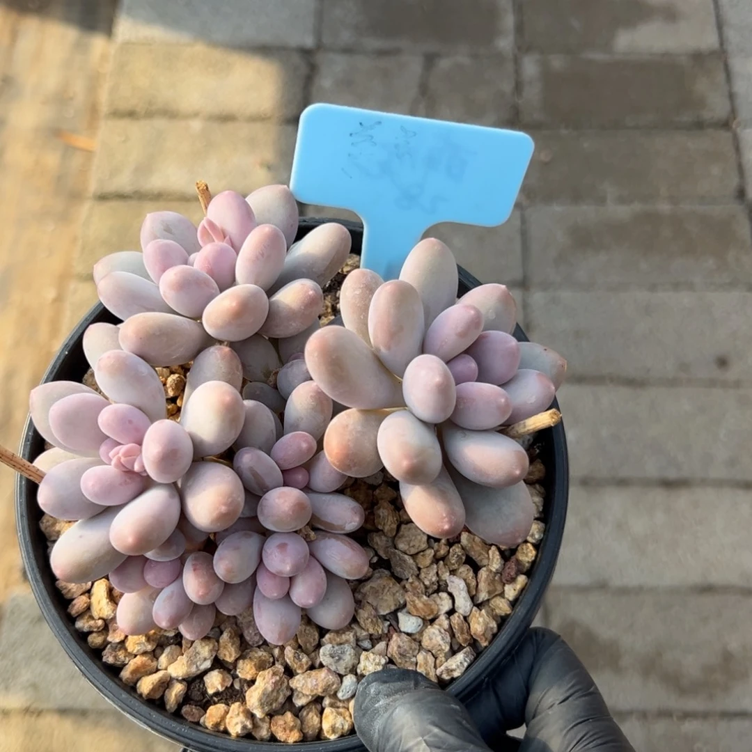七彩meiren111111111