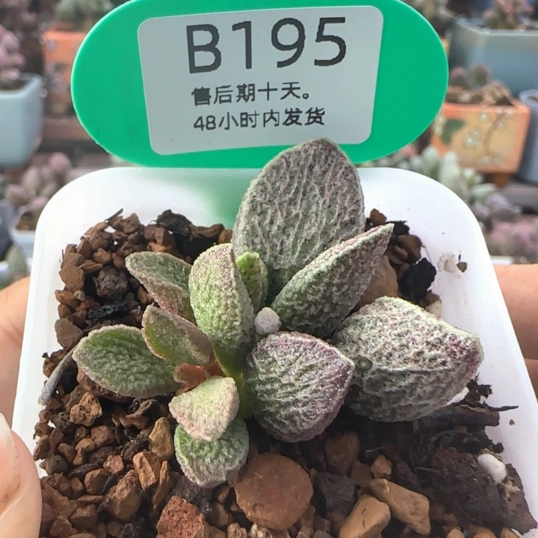 朱雀。    195。