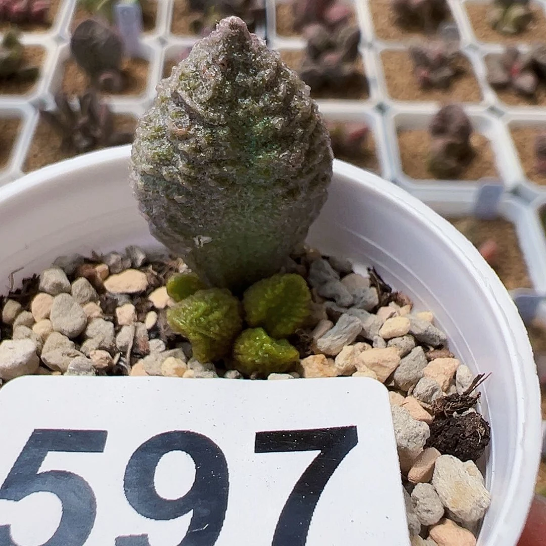 23年实生，30元包邮顺丰，带盆发货。