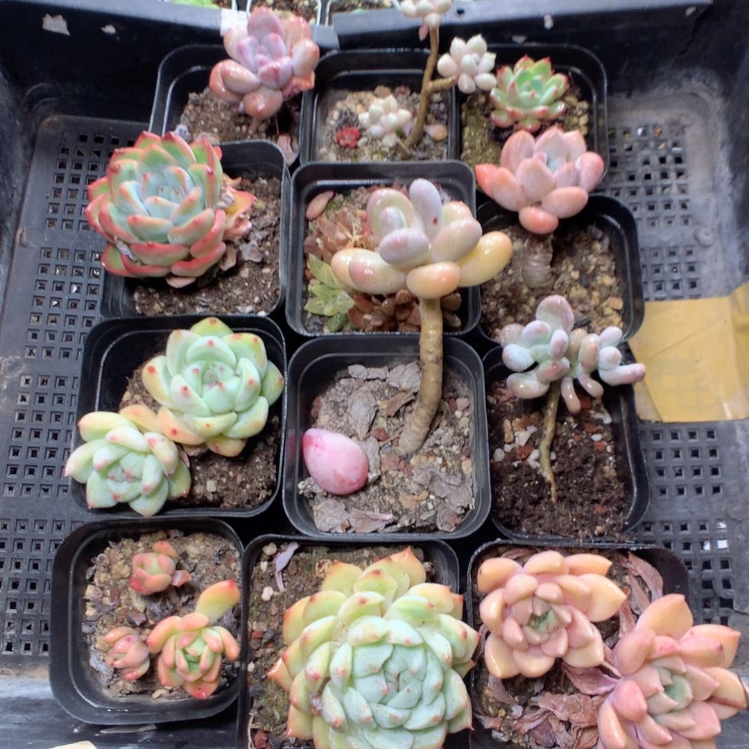 无花朵C23英语英语英语英语英语英语