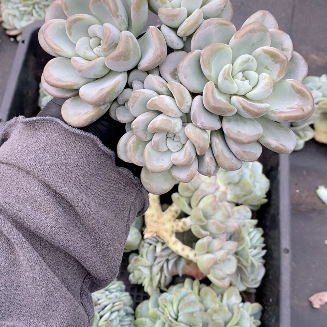 !***39玉麒麟多头呀呀呀