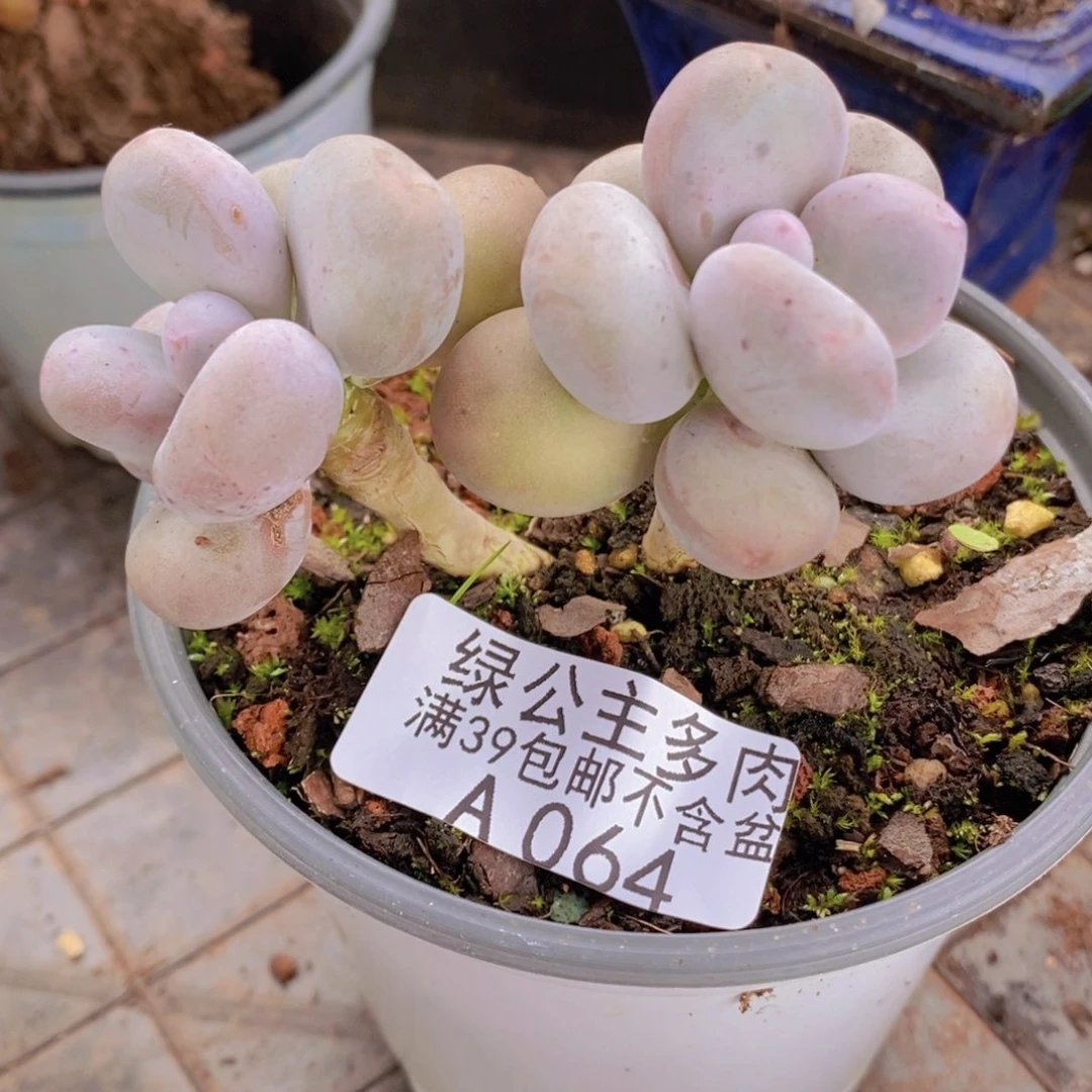 蛋黄奶老桩064多肉植物