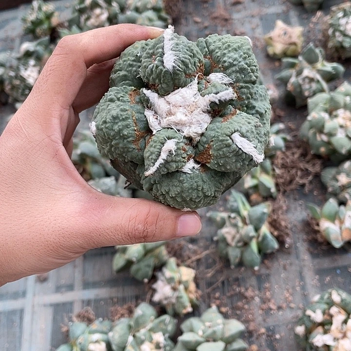 自根花牡丹龟杂瑕疵特价