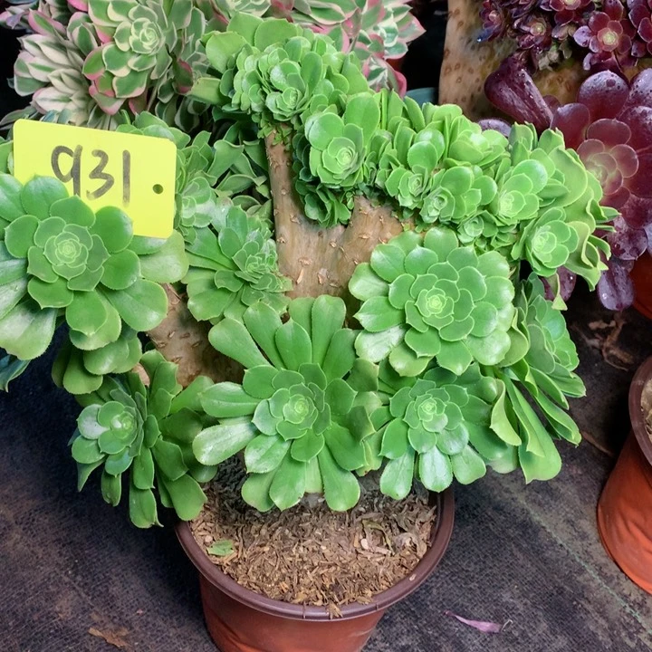 931绿羊绒朵朵缀多肉111111