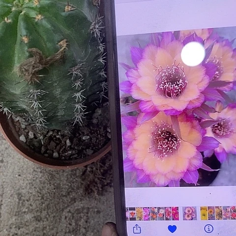 极光丽花，etuioppp